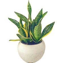 Bitki Tasarımı Beyaz Granit Küp Saksıda Sansevieria Trifasciata- Paşa Kılıcı- Peygamber Kılıcı