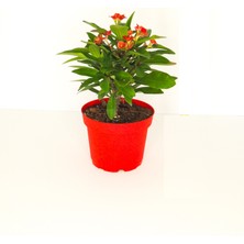 Plantera - Euphorbia Milii - Dikenler Tacı Bitkisi Kırmızı