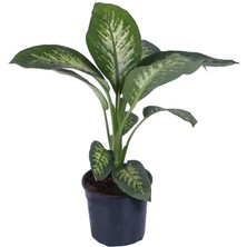 Hobi ve Bahçe Difenbahya Saksıda - Dieffenbachia Tropic - Bitki Boyu 55-65 cm