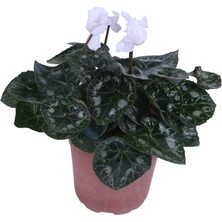 Hobi ve Bahçe Cyclamen Persicum Saksı'da Beyaz Renk ( Iran Siklameni)
