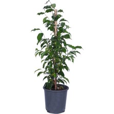 Hobi ve Bahçe Ficus Benjamin Bitkisi Saksı’da
