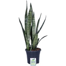 Hobi ve Bahçe Paşa Kılıcı, Saksıda, Peygamber Kılıcı, Paşa Kılıcı Sansevieria 60-80 cm