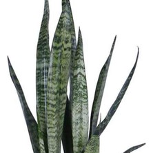 Hobi ve Bahçe Paşa Kılıcı, Saksıda, Peygamber Kılıcı, Paşa Kılıcı Sansevieria 60-80 cm