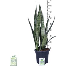 Hobi ve Bahçe Paşa Kılıcı, Saksıda, Peygamber Kılıcı, Paşa Kılıcı Sansevieria 60-80 cm