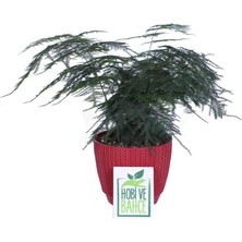 Hobi ve Bahçe Tül Kuşkonmaz Çiçeği, Saksıda (Asparagus Plumosus)