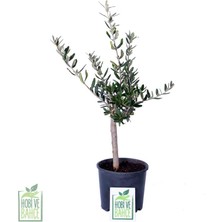 Hobi ve Bahçe Mini Zeytin Ağacı - Olea Ssp - Bitki Boyu 40-60 cm