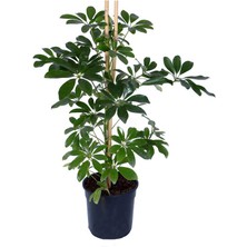 Hobi ve Bahçe Yeşil Şeflera – Schefflera Arboricola Nora - Bitki Boyu 60-80 cm