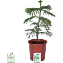 Hobi ve Bahçe Salon Çamı, Saksıda - Araucaria Heterophylla - Bitki Boyu 30-40 cm