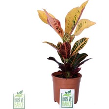 Hobi ve Bahçe Kraton Çiçeği - Croton Petra - Bitki Boyu 30-40 cm