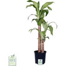 Hobi ve Bahçe Dracena Massengena Saksıda – 2 Gövdeli - Bitki Boyu 80-100 cm