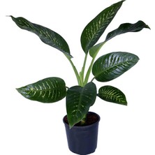 Hobi ve Bahçe Difenbahya Saksıda - Dieffenbachia Tropic - Bitki Boyu 80-100 cm