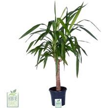 Hobi ve Bahçe Avize Çiçeği Tek Gövdeli - Yucca Elephantipes - Bitki Boyu 100-120