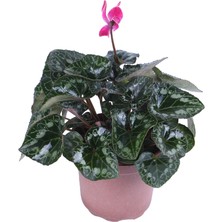 Hobi ve Bahçe Cyclamen Persicum Saksı'da Pembe Renk ( Iran Siklameni)