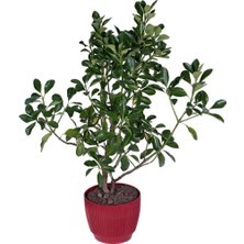 Hobi ve Bahçe Yeşil Alacalı Taflan (Euonymus Japonicus “variegata”)