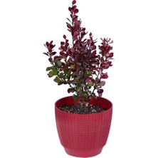 Hobi ve Bahçe Kadın Tuzluğu - Hanım Tuzluğu - Roket Berberis (Berberis Thunbergii Red Rocket)