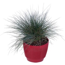 Hobi ve Bahçe Mavi Çim Saksı'da (Festuca Glauca)