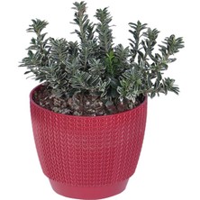 Hobi ve Bahçe Gümişi Çıtır Taflan (Euonymus Japonica Silverking)