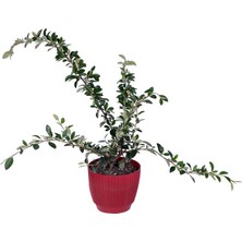 Hobi ve Bahçe Dağ Muşmulası Saksı'da (Cotoneaster Horizontalis)