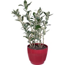 Hobi ve Bahçe Bravo Taflan Saksı'da (Euonymus Japonica Bravo)