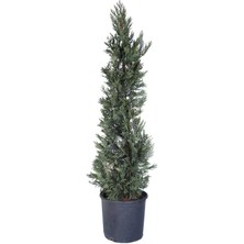 Hobi ve Bahçe Leylandi Fidanı 100-120 cm (Cupressocyparis Leylandii)