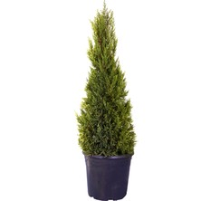 Hobi ve Bahçe Limon Çamı - Limoni Servi (Cupressus Macrocarpa)  (100 - 120CM)
