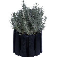 Hobi ve Bahçe Lavanta Saksıda (Lavandula Officinalis) - Canlı Çiçek