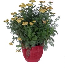 Hobi ve Bahçe Civanperçemi, Saksıda (Achillea Millefolium)