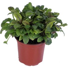 Hobi ve Bahçe Ajuga Bitkisi Saksı'da - Mayasıl Otu - 	ajuga Reptans - Yeşil - Yer Örtücü Bitki