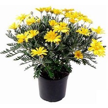 Hobi ve Bahçe Sarı Papatya - Sarı Çalı Papatyası (Euryops Pectinatus)