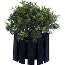 Hobi ve Bahçe Bodur Keçi Sakalı Saksı'da (Spirea)