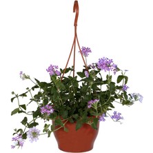 Hobi ve Bahçe Mine Çiçeği  Askılı Saksı'da (Verbena Officinalis)