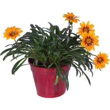 Hobi ve Bahçe Gazanya Çiçeği – Koyun Gözü Saksı'da (Gazania)