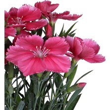 Hobi ve Bahçe Çin Karanfili Saksı’da (Dianthus Chinensis)