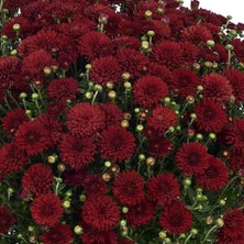 Hobi ve Bahçe Kasımpatı Saksı’da (Chrysanthemum) Kırmızı Renk