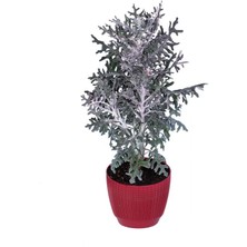 Hobi ve Bahçe Bahçe Külü – Saksıda (Senecio Cineraria Maritima)