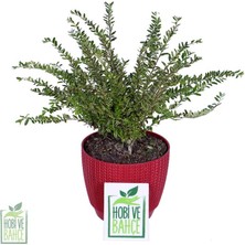 Hobi ve Bahçe Alacalı Çalı Hanımeli (Lonicera Nitida Lemon Queen)