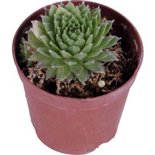 Hobi ve Bahçe Sempervivum Sukulent - 5,5 cm Saksı'da
