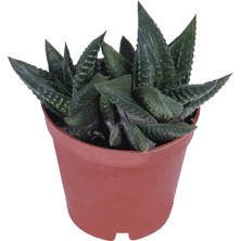 Hobi ve Bahçe Haworthia Limifolia Sukulent - Kaktüs - 5,5 cm Saksı'da