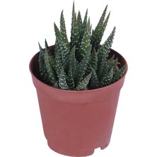 Hobi ve Bahçe Haworthia Limifolia White Sukulent - Kaktüs - 5,5 cm Saksı'da