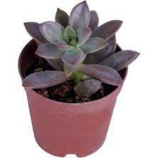 Hobi ve Bahçe Graptosedum Alpen Glow Sukulent - 5,5 cm Saksı'da