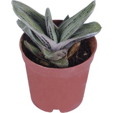 Hobi ve Bahçe Gasteria Dorenia Sukulent - 5,5 cm Saksı'da