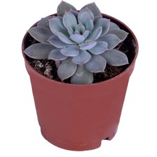 Hobi ve Bahçe Echeveria Silver Queen Sukulent - 5,5 cm Saksı'da
