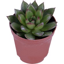 Hobi ve Bahçe Echeveria Sukulent - 5,5 cm Saksı'da
