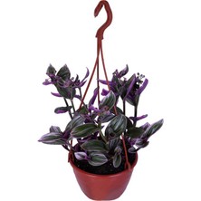 Hobi ve Bahçe Alacalı Yapraklı Telgraf Çiçeği (Tradescantia Nanouk)