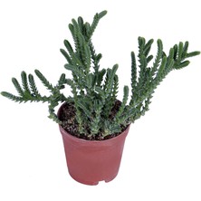 Hobi ve Bahçe Prenses Çamı - Crassula Muscosa Sukulent - 5,5 cm Saksı'da