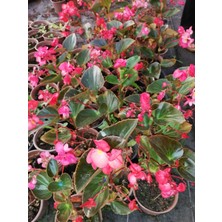 Istanbul Tropikal Begonia Thurstonii - Yağlı Begonya