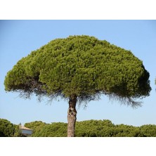 Tunç Botanik Fıstık Çamı Fidanı 3'lü Pinus Pinea