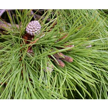 Tunç Botanik Fıstık Çamı Fidanı 3'lü Pinus Pinea