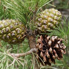 Tunç Botanik Fıstık Çamı Fidanı 3'lü Pinus Pinea