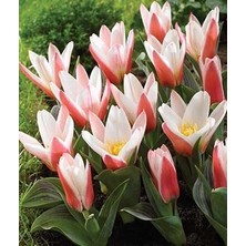 Nandina Botanik 4 Adet Tulıp Dasystemon Tarda Hollanda Lale Soğanı-Mercan Beyaz Rengi